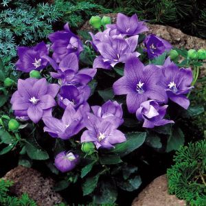 Platycodon Blue