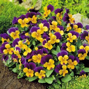 Viola cornuta Purple Wing x 3