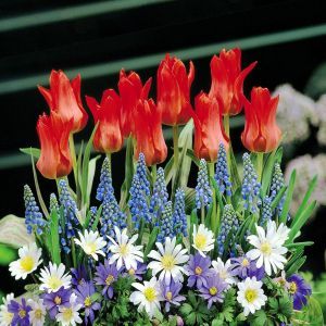 Fairytale Garden of 3 varieties