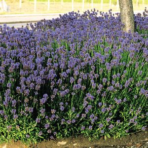 Lavender Munstead 14 cm pot