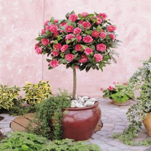Standard Camellia
