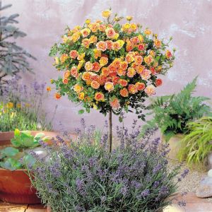 Meillandina standard rose bicolour P10