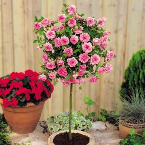 Meillandina standard rose pink P10