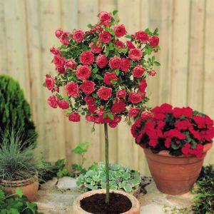 Meillandina standard rose red P10