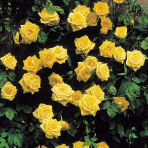 Climbing Rose Golden Shower los