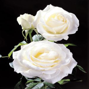 Rose Hybrid Tea Pascali