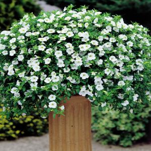 Petunia Bright Dream P10