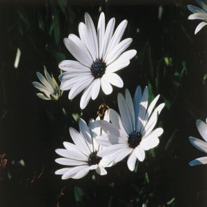 Osteospermum White P11