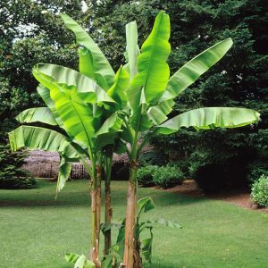 Banana Tree Musa basjoo 17 cm pot