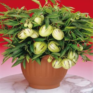 Solanum muricatum 'Pepino Melon'