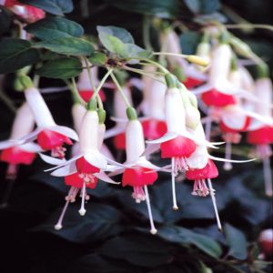 Fuchsia Water Nymph