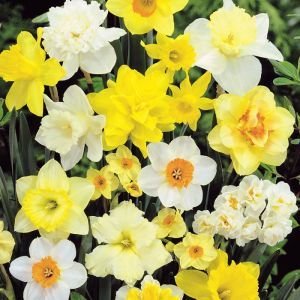 Daffodils Mix