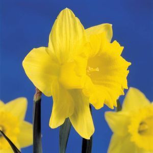 Narcissus Dutch Master 12/14 cm