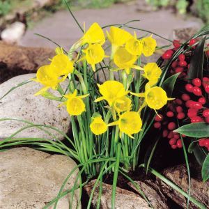 Narcissus bulbocodium 6/7 cm