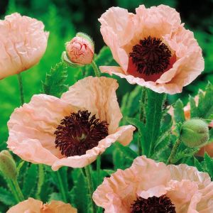 Papaver orientale 'Pinnacle Pink' Los