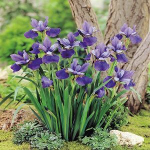 Iris sibirica 'Blue Pendant'
