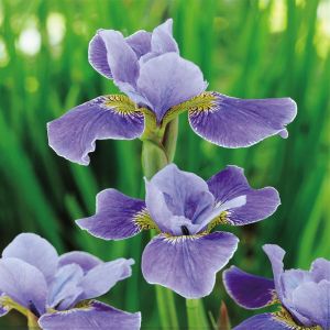 Iris sibirica 'Silver Edge'