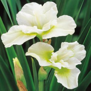 Iris sibirica 'Harpswell Happiness'