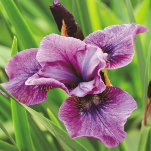 Iris sibirica 'Temper Tantrum'