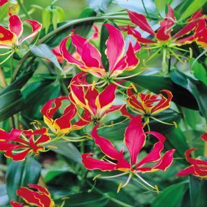 Gloriosa rothschildiana 'The Climbing Lily'