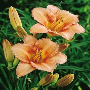Hemerocallis 'Salmon Pink'