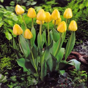 Tulip Golden Apeldoorn 11/12 cm
