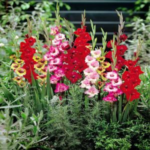 Gladiolus 'Butterfly' Mix