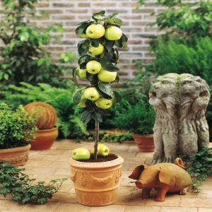 Dwarf Growing Apple Yellow Spur P9