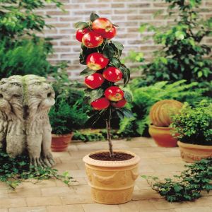 Dwarf Growing Apple Red Spur P9