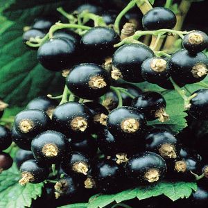 Ribes nigrum Blackcurrant P9