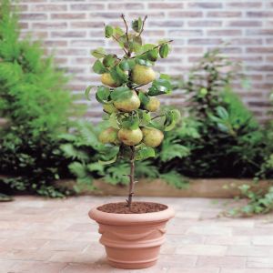Dwarf Growing Pear Doyenne P9