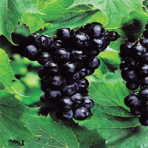 Grape 'Boskoop Glory' blue