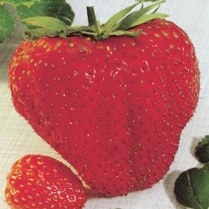Strawberry 'Maxi Fructa' Los