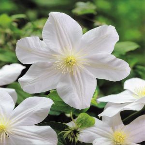 Clematis Madame Le Coultre P9
