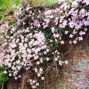 Clematis var. rubens 'Tetrarose' 14 cm pot