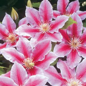 Clematis John Paul II P14