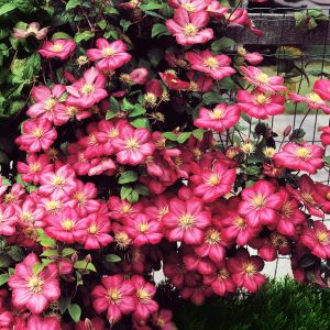 Clematis Ville de Lyon P9