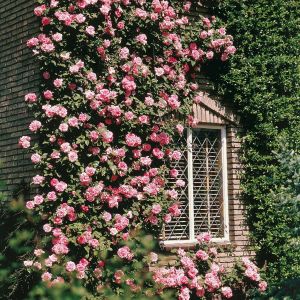 Climbing Rose Coral Dawn los