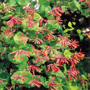 Lonicera Red P9