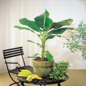 Musa Dwarf Cavendish 14 cm pot