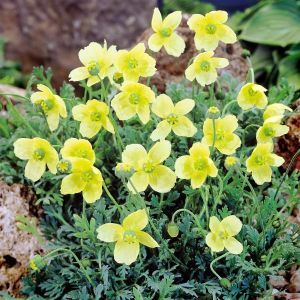 Papaver nudicaule Yellow 15cm pot