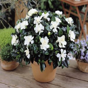 Gardenia Jasminoides P13