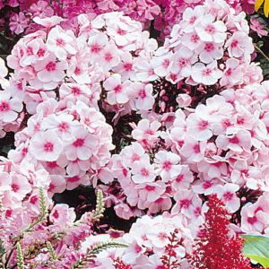 Phlox pan. Bright Eyes los