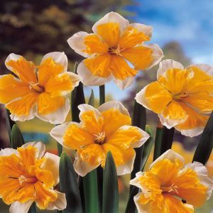 Narcissus Orangery 12/14 cm