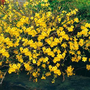 Jasminum nudiflorum