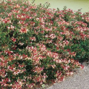 Lonicera Bi Colour P9