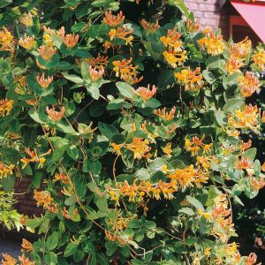Lonicera  Gold P9