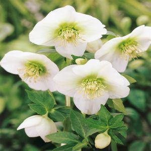 Helleborus niger White Christmas Rose P17