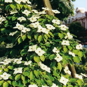 Cornus Florida B