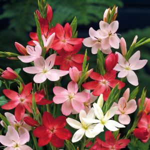 Schizostylis coccinea Mix 'Kaffir Lily'